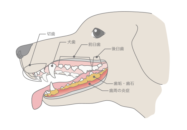 なかむら獣医科 北九州 小倉の動物病院 犬の歯周病 ししゅうびょう