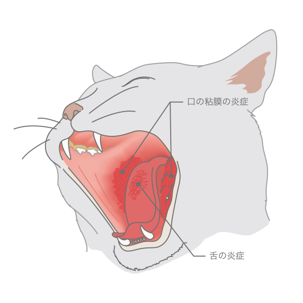 猫の歯肉口内炎（しにくこうないえん）-1